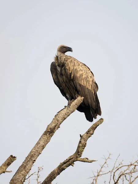 Buitre Respaldado Por Blancos Gyps Africanus Aves Solteras Rama Uganda —  Fotos de Stock