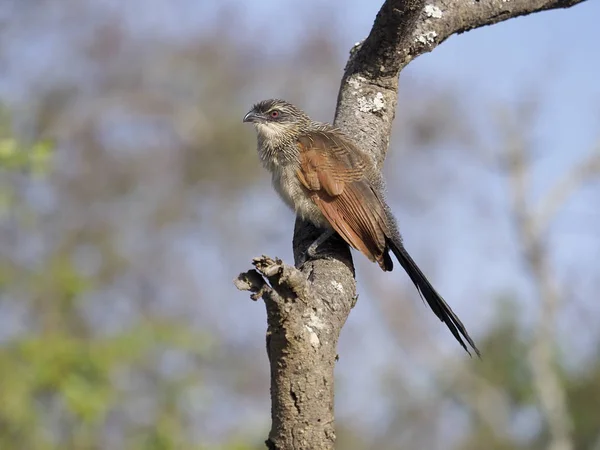 Coucal Tête Blanche Centropus Superciliosus Oiseau Solitaire Sur Branche Ouganda — Photo