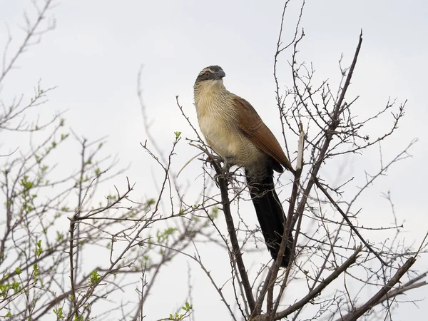 Coucal Testa Branca Centropus Superciliosus Ave Solteira Filial Uganda Agosto — Fotografia de Stock