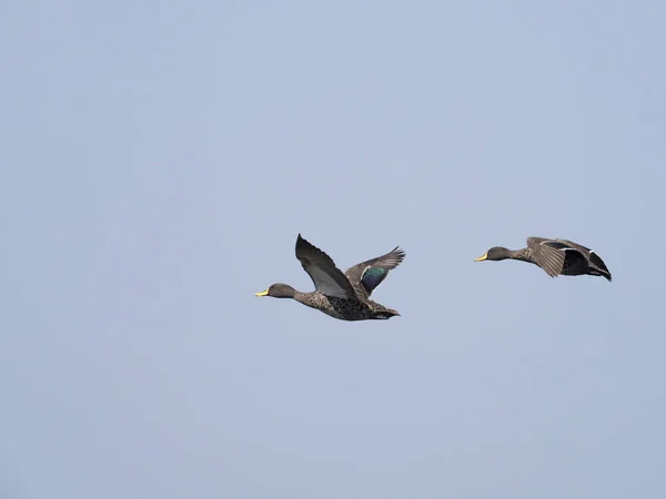 Pato Pico Amarillo Anas Undulata Dos Pájaros Vuelo Uganda Agosto —  Fotos de Stock