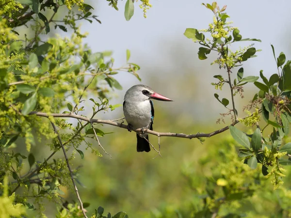 セネガルショウビン ハルシオン アオモンイトトンボ ブランチ ウガンダ 2018年 月の一羽の鳥 — ストック写真