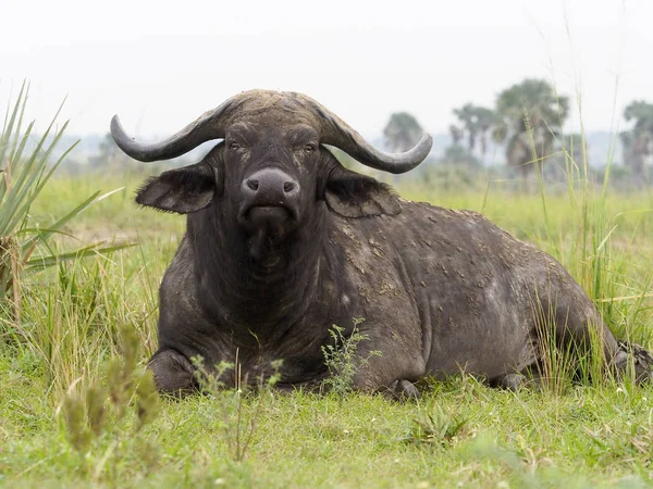 Africano Búfalo Syncerus Caffer Único Mamífero Grama Uganda Agosto 2018 — Fotografia de Stock