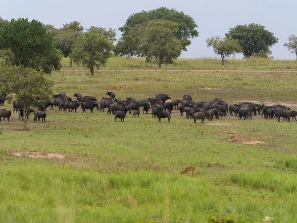 African buffalo, Syncerus caffer, Group on grass, Uganda, August 2018