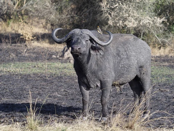 Buffle Afrique Syncerus Caffer Mammifère Unique Sur Herbe Ouganda Août — Photo