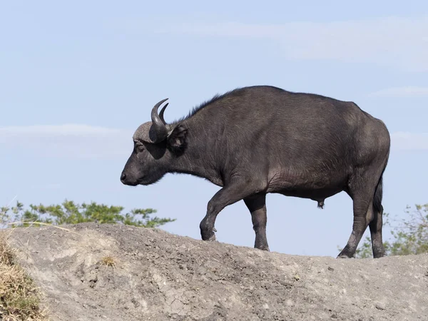 Afrikanischer Büffel Syncerus Caffer Einzelnes Säugetier Auf Gras Uganda August — Stockfoto