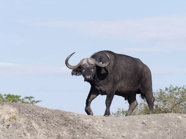 Afrikanischer Büffel Syncerus Caffer Einzelnes Säugetier Auf Gras Uganda August — Stockfoto