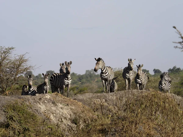 Burchells Zebra Equus Burchelli Grupo Uganda Agosto 2018 — Foto de Stock