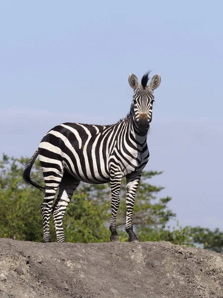 Burchells Zebra Equus Burchelli Einzelnes Säugetier Uganda August 2018 — Stockfoto