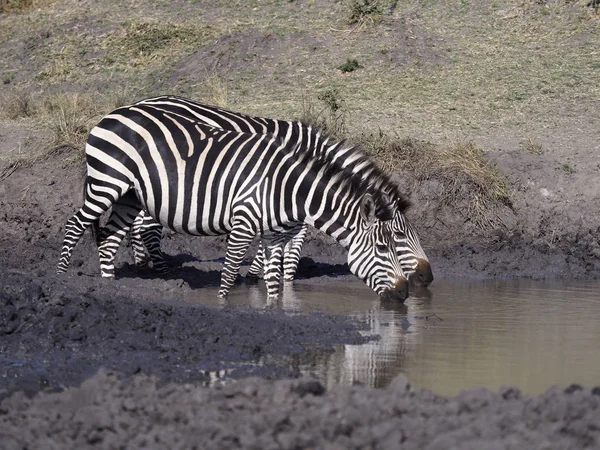 Burchells Zebra Equus Burchelli Dvě Vodu Uganda Srpen 2018 — Stock fotografie