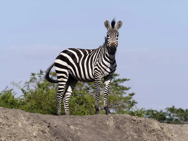 Burchell Zebra Equus Burchelli Tek Memeli Uganda Ağustos 2018 — Stok fotoğraf