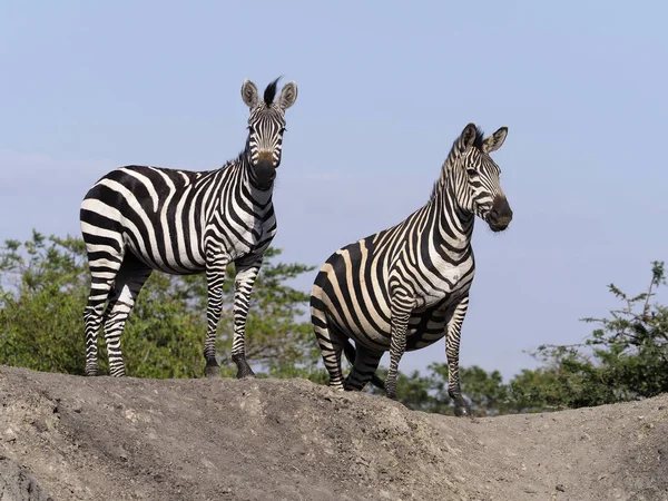 Grup Uganda Ağustos 2018 Burchell Zebra Equus Burchelli — Stok fotoğraf