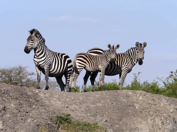 Burchells Zebra Equus Burchelli Grupo Uganda Agosto 2018 — Foto de Stock