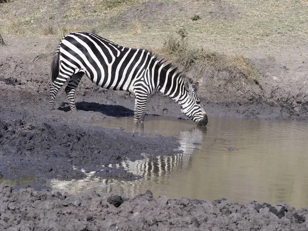 Burchells Zebra Equus Burchelli Egyetlen Emlős Uganda Augusztus 2018 — Stock Fotó