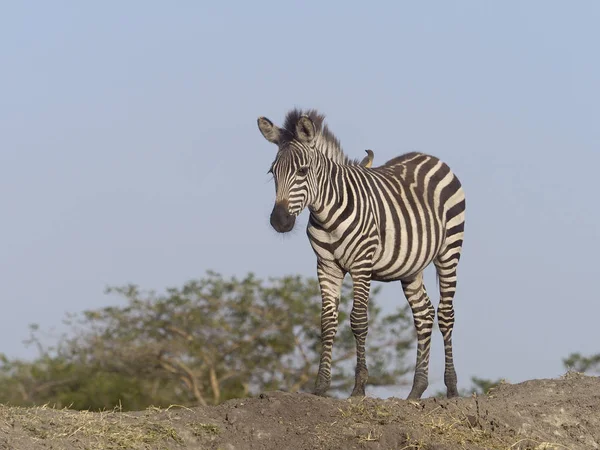 Burchell Zebra Equus Burchelli Tek Memeli Uganda Ağustos 2018 — Stok fotoğraf