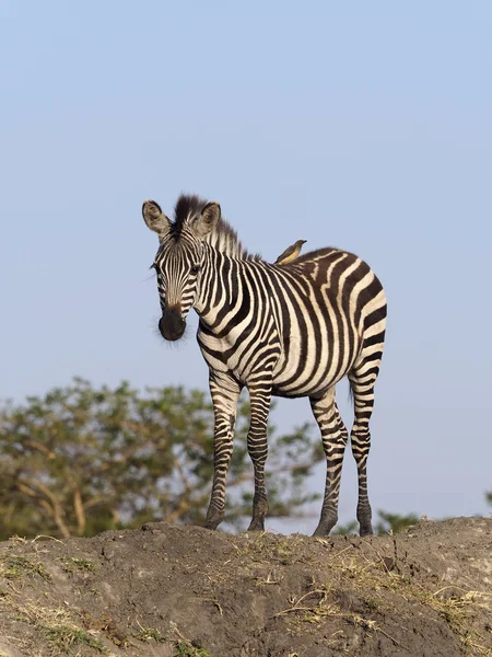 Burchell Zebra Equus Burchelli Tek Memeli Uganda Ağustos 2018 — Stok fotoğraf