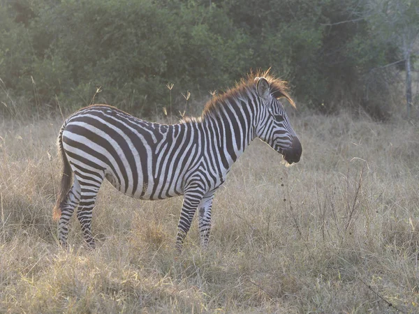 Burchells Zebra Equus Burchelli Solo Mamífero Uganda Agosto 2018 —  Fotos de Stock