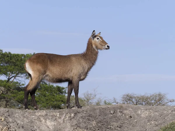 Bezdroża Kob Śniady Kobus Ellipsiprymnus Bezdroża Kobiety Uganda Sierpień 2018 — Zdjęcie stockowe