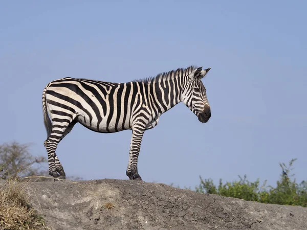 Burchells Zebra Equus Burchelli Solo Mamífero Uganda Agosto 2018 —  Fotos de Stock