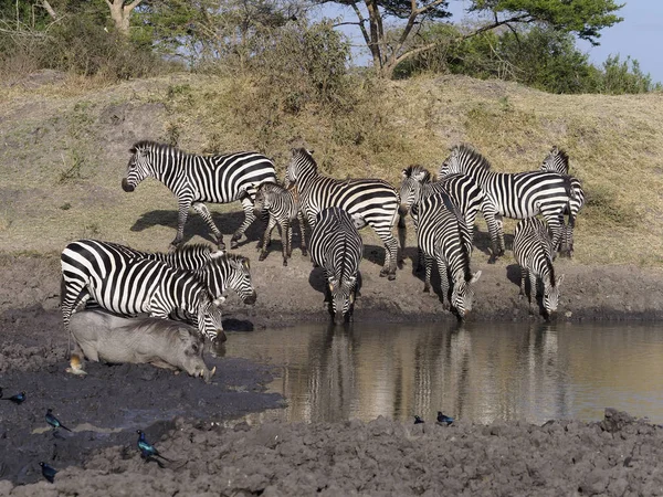 Burchells Zebra Equus Burchelli Gruppera Vatten Uganda Augusti 2018 — Stockfoto