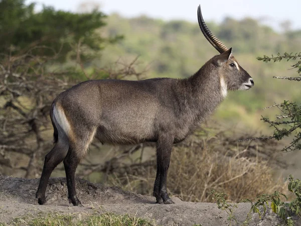 Defassa Waterbok Kobus Ellipsiprymnus Defassa Één Man Oeganda Augustus 2018 — Stockfoto