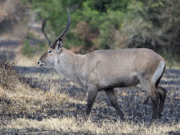 Defassa Waterbuck Kobus Ellipsiprymnus Defassa Ενιαία Αρσενικό Ουγκάντα Αυγούστου 2018 — Φωτογραφία Αρχείου