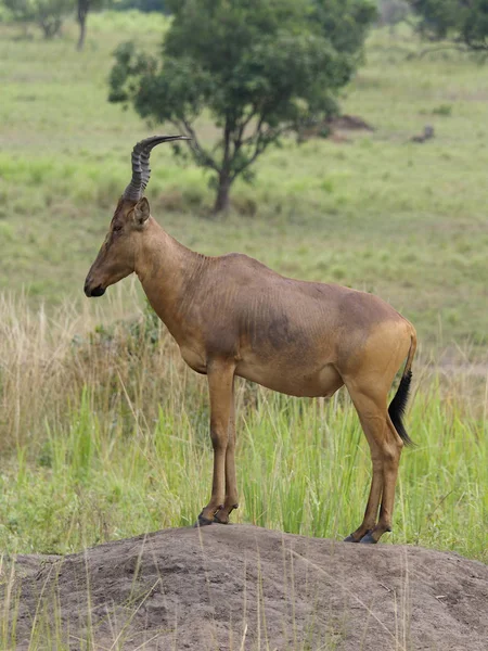 Jacksons Hartebeest Alcelaphus Buselaphus Group Grass Uganda August 2018 — Stock Photo, Image