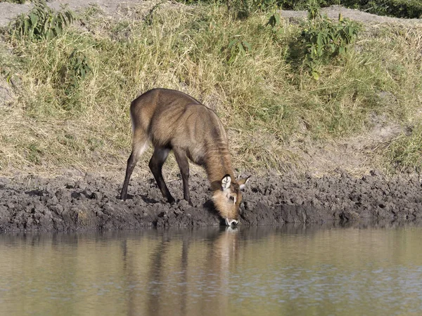 Defassa Waterbock Kobus Ellipsiprymnus Defassa Einzelnes Weibchen Wasser Uganda August — Stockfoto