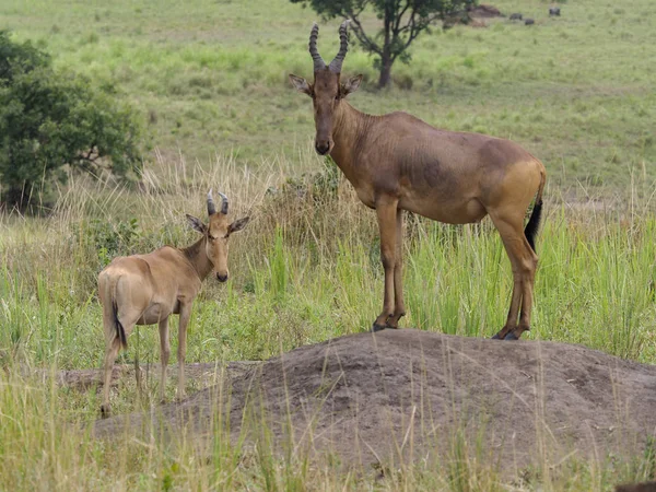 Jacksons Hartebeest Alcelaphus Buselaphus Gruppe Auf Gras Uganda August 2018 — Stockfoto