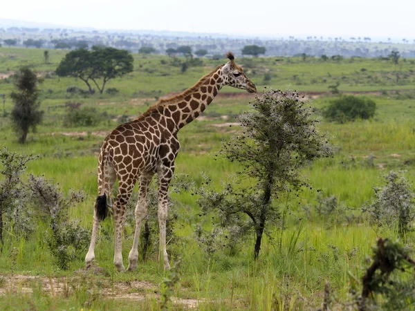 Morały Żyrafa Giraffa Camelopardalis Rothschildi Jeden Ssak Uganda Sierpień 2018 — Zdjęcie stockowe