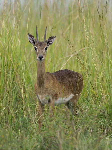 Oriba Ourebia Ourebi Einzelnes Säugetier Auf Gras Uganda August 2018 — Stockfoto