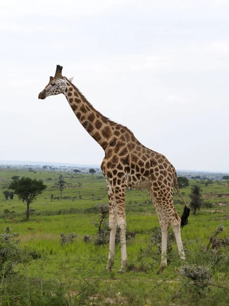 Rothchilds Jirafa Giraffa Camelopardalis Rothschildi Solo Mamífero Uganda Agosto 2018 — Foto de Stock