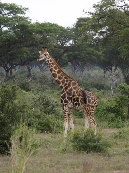 Rothchilds Giraffa Giraffa Camelopardalis Rothschildi Mammifero Singolo Uganda Agosto 2018 — Foto Stock