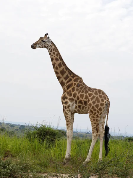 Rothchilds 长颈鹿 Giraffa 鹿豹座 Rothschildi 单一哺乳动物 乌干达 2018年8月 — 图库照片