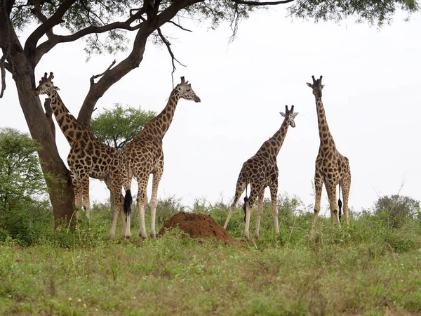 Rothchilds Jirafa Giraffa Camelopardalis Rothschildi Grupo Uganda Agosto 2018 — Foto de Stock