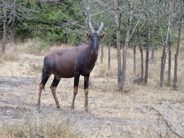 Topi Damaliscus Korrigum Single Mammal Grass Uganda August 2018 — Stock Photo, Image