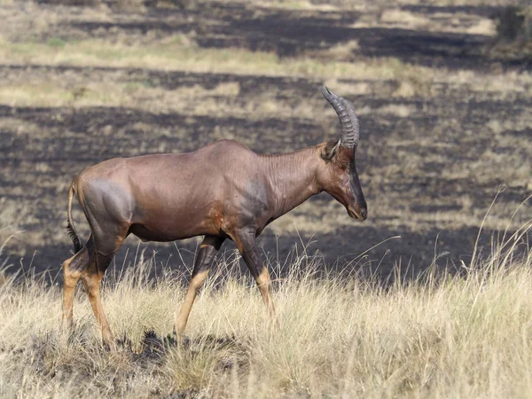Topi Damaliscus Korrigum Single Mammal Grass Uganda Agosto 2018 — Foto de Stock