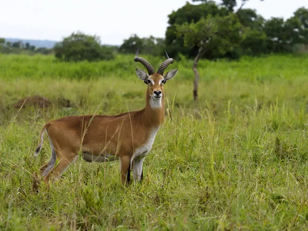 Uganda Kob Kobus Kob Thomasi Single Male Grass Uganda August – stockfoto