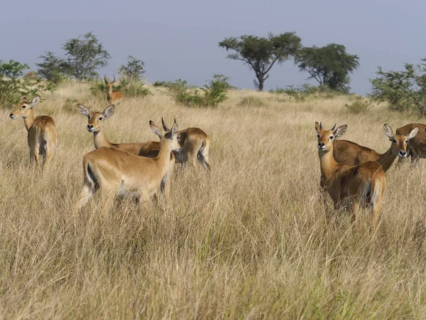 Uganda Kob Kobus Kob Thomasi Gruppe Auf Gras Uganda August — Stockfoto