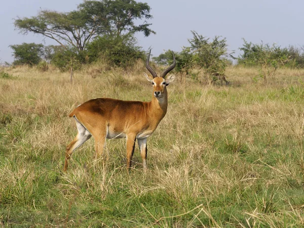 Uganda kob, Kobus kob THOMASI, çim, Uganda, Ağustos 2018 üzerinde tek erkek