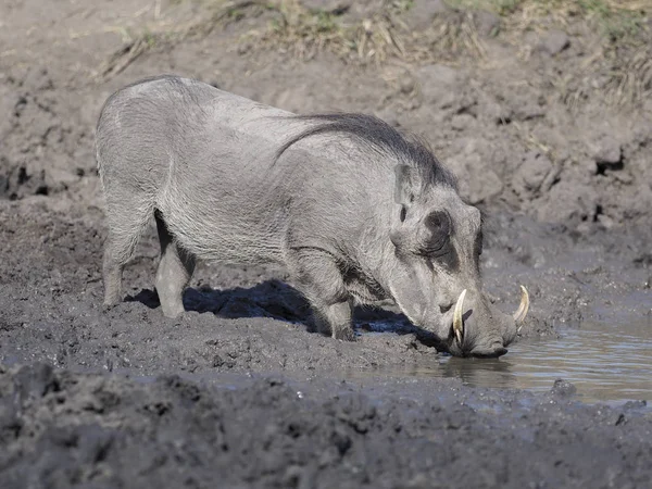 Warthog Phacochoerus Aethiopicus Single Mammal Water Uganda Agosto 2018 —  Fotos de Stock