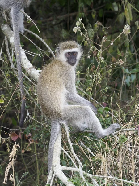 Opice Kočkodani Chlorocebus Pygerythrus Jediný Savec Větvi Uganda Srpen 2018 — Stock fotografie