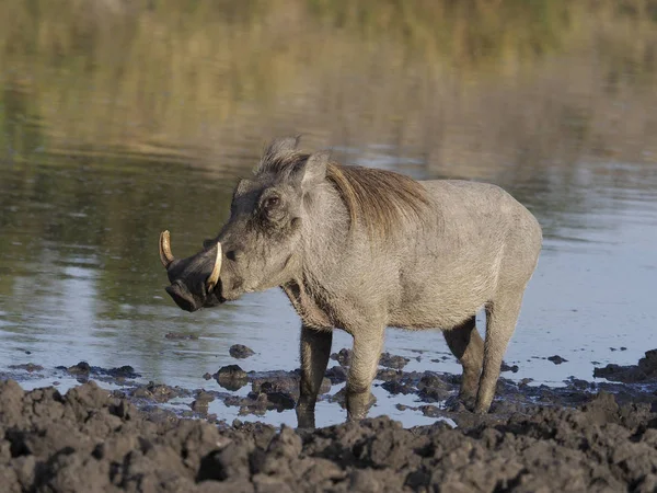 Vårtsvin Phacochoerus Aethiopicus Enda Däggdjur Vatten Uganda Augusti 2018 — Stockfoto