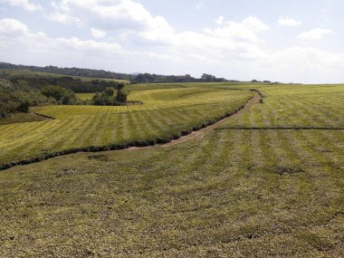 Çay tarlaları, Uganda, Ağustos 2018