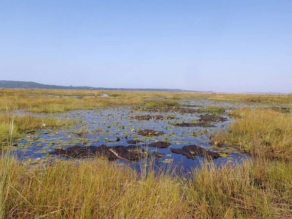 Mabamba Swamp Lake Victoria Uganda August 2018 — Stock Photo, Image