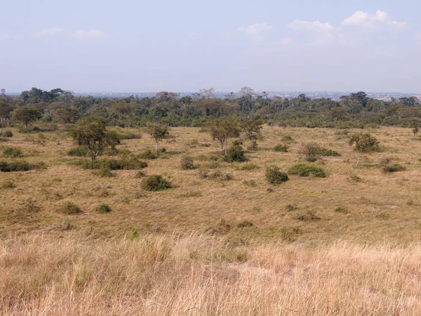 Královna Alžběta Národní Park Uganda Srpen 2018 — Stock fotografie