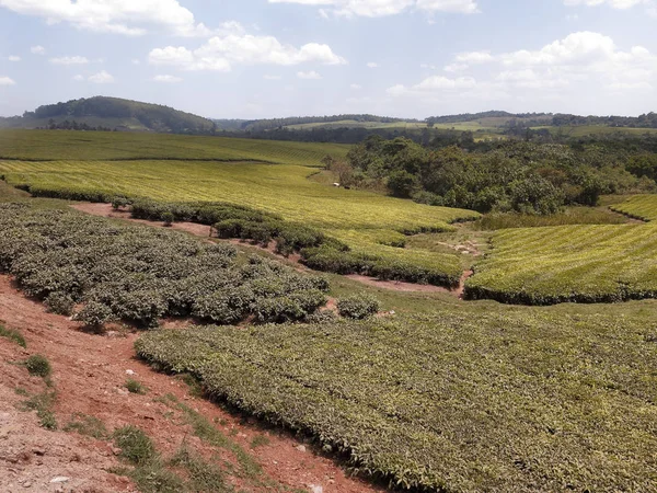 Çay tarlaları, Uganda, Ağustos 2018