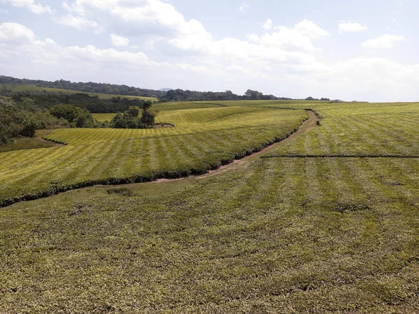 Çay tarlaları, Uganda, Ağustos 2018