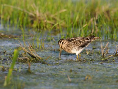 Ortak su çulluğu, Gallinago gallinago, su, Macaristan, Eylül 2018 tek kuş