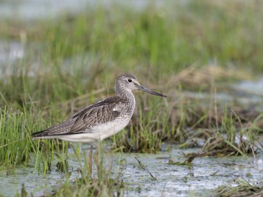 Greenshank, Tringa nebularia, su, Macaristan, Eylül 2018 tek kuş