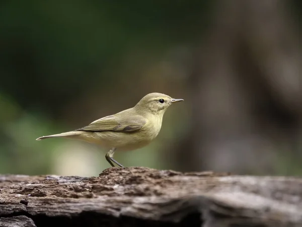 Chiffchaff Phylloscopus Collybita Single Bird Log Венгрия Сентябрь 2018 — стоковое фото